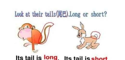 tail是什么意思英语 尾巴的单词是什么怎样发音？