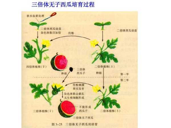 三倍体无籽西瓜，三倍体种子培育原理？