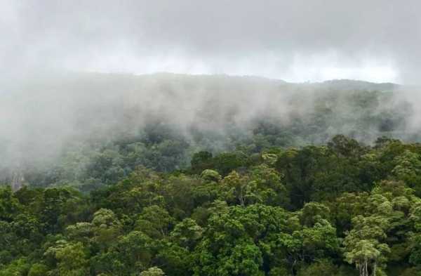 热带丛林（为什么赤道附近是热带云雾丛林？）